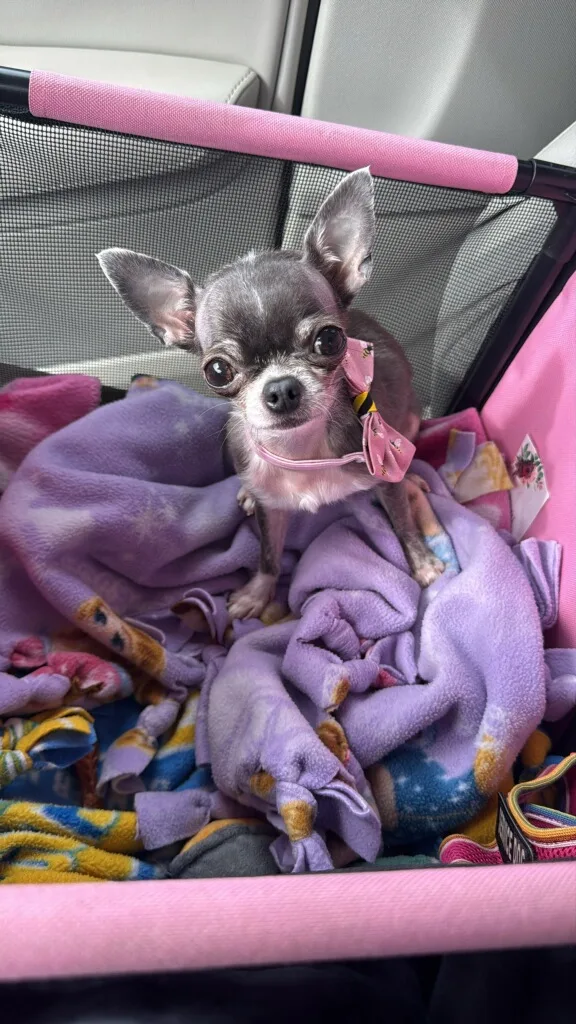 Priscilla Bell, Jamielee’s Chihuahua, sitting on her purple blanket in a pink carrier